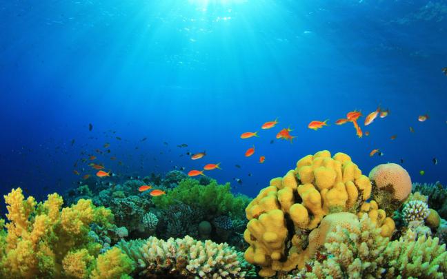 Underwater Desktop Wallpapers - Top Free Underwater Desktop Backgrounds 