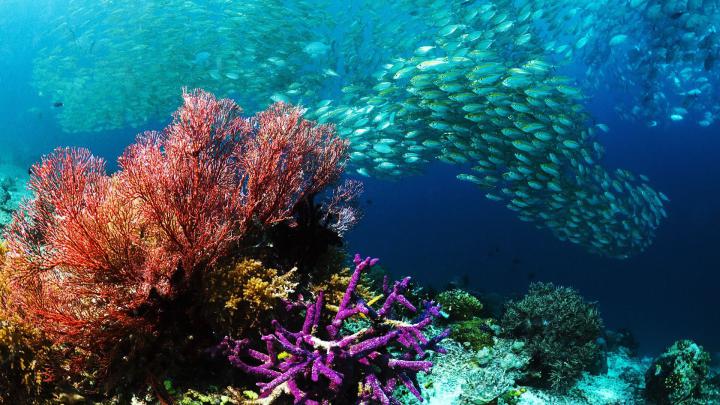 HD Underwater Wallpapers - Top Free HD Underwater Backgrounds 