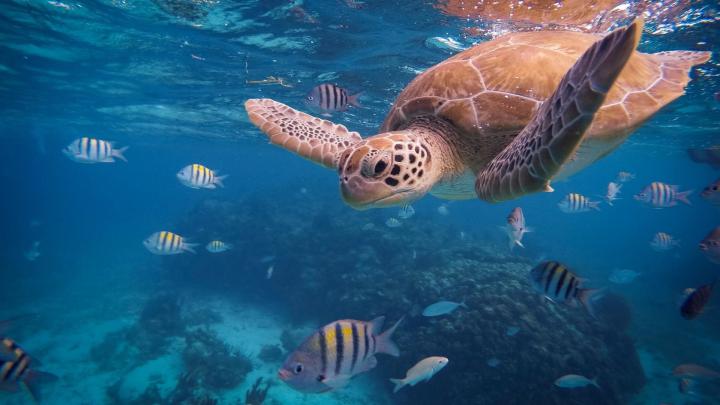 Underwater HD Wallpapers (74+ background pictures)