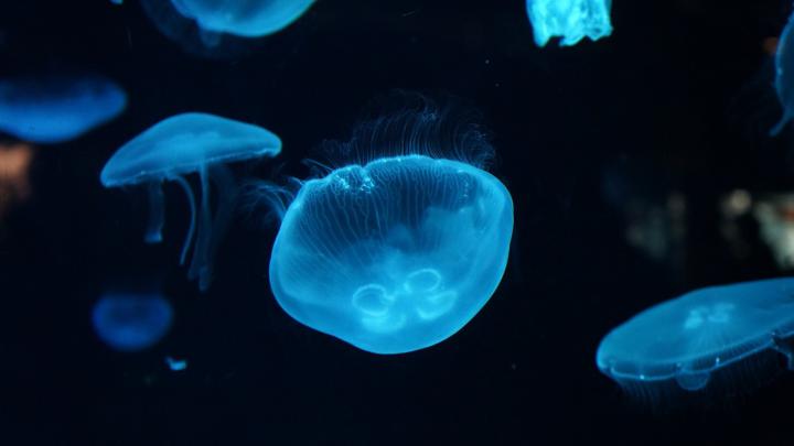 Underwater HD Wallpapers 1920x1080 (79+ images)