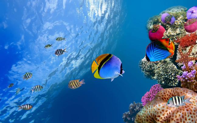 Underwater Desktop Wallpapers - Top Free Underwater Desktop Backgrounds 