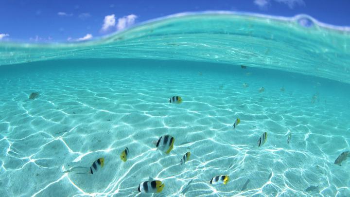 [38+] Hawaii Underwater Wallpaper 