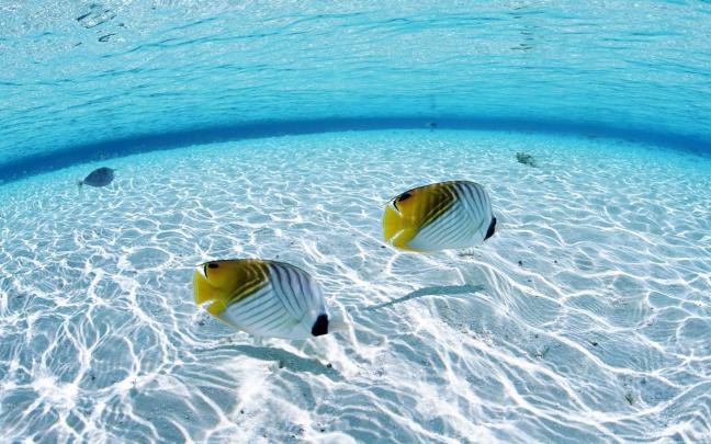 Undersea Wallpapers for Desktop (69+ images)