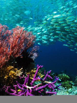 Free download Underwater HD wallpaper 1920x1080 5 hebusorg High 