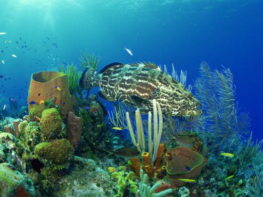 [49+] Underwater Wallpapers High Definition 