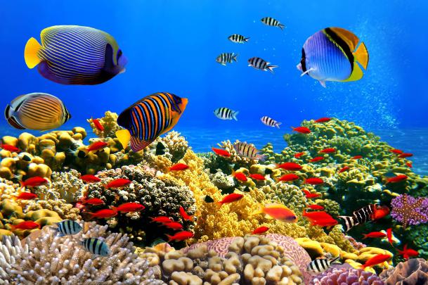 Undersea Wallpapers for Desktop (69+ images)