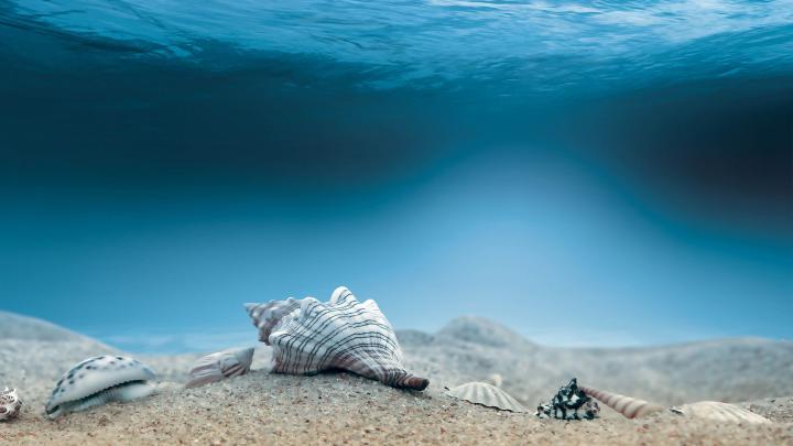 Underwater Wallpapers - Top Free Underwater Backgrounds - WallpaperAccess