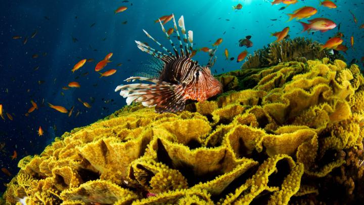 10 New Hd Wallpapers 1080P Underwater FULL HD 1920\u00d71080 For PC Desktop 2021
