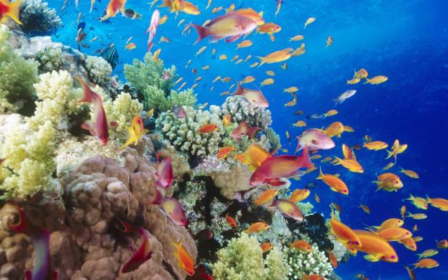 Free download fish underwater 1920x1080 HD Wallpaper and FREE Stock 
