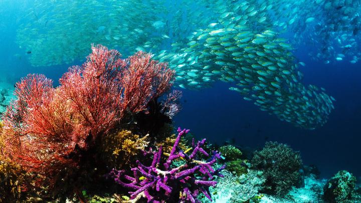 [33+] Underwater HD Wallpapers 1920x1080 