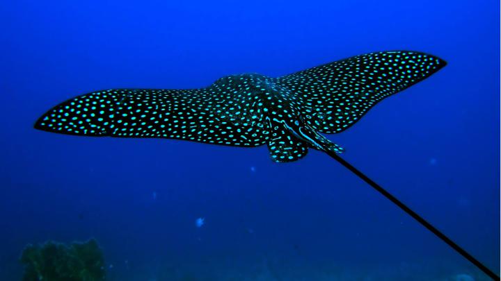 Underwater HD Wallpapers 1920x1080 (79+ images)