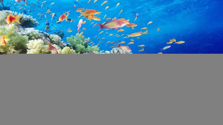 Underwater Wallpaper Download Free