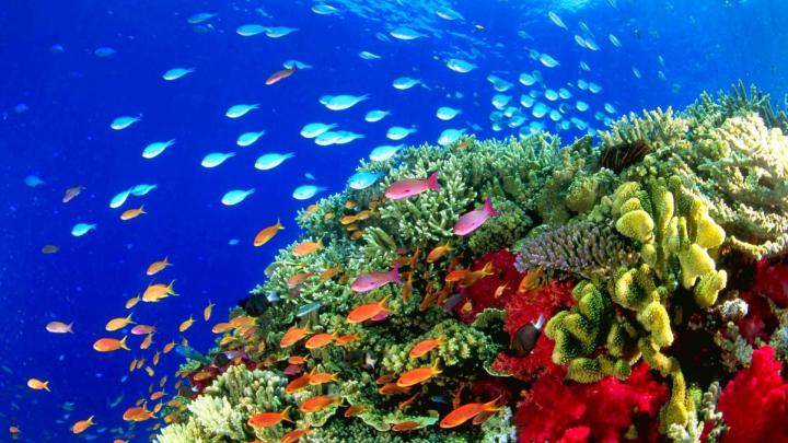 Underwater Ocean Wallpaper (57+ images)