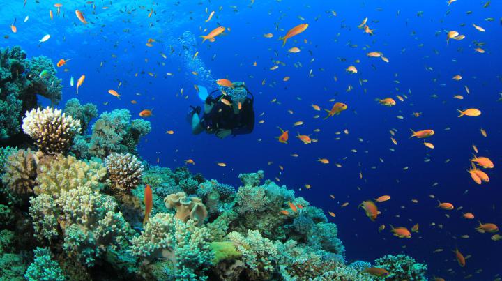 Underwater Fish Wallpaper -