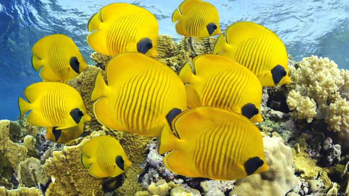 water fish underwater sea 1920x1080 wallpaper High Quality Wallpapers 