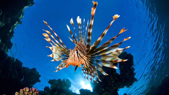Underwater HD Wallpapers 1920x1080 (79+ images)
