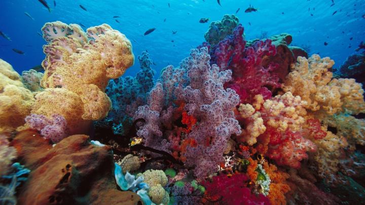 water landscapes nature colored indonesia small fishes underwater world 