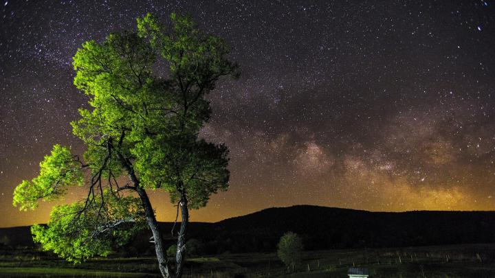 Download Wallpaper 1920x1080 night, sky, stars, tree Full HD 1080p HD 
