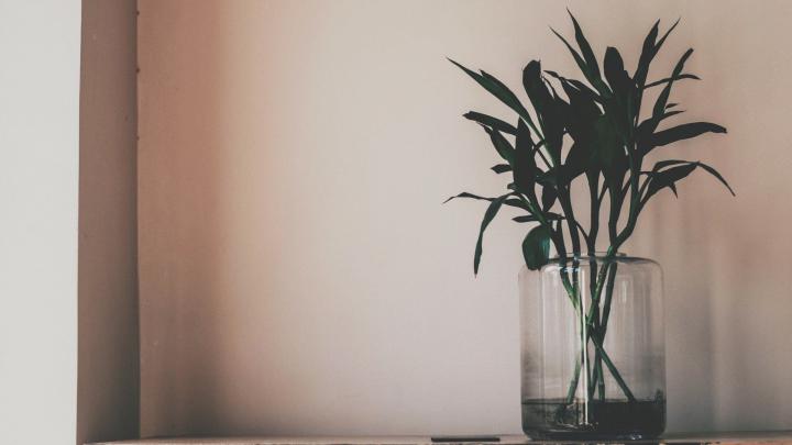 Aesthetic Minimalist Plant Desktop Wallpapers