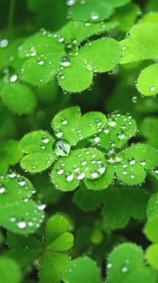 leaves Wallpapers HD \/ Desktop and Mobile Backgrounds