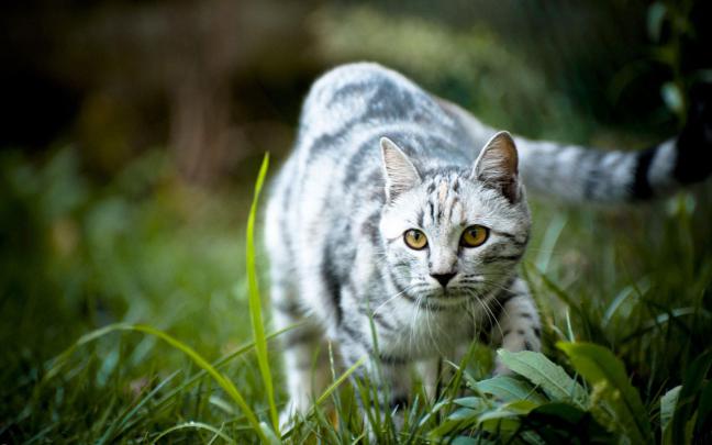 cat mobile wallpaper - HD Desktop Wallpapers