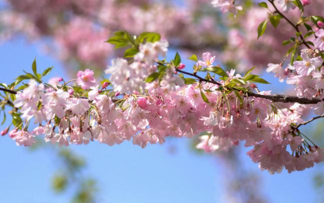 Wallpapers And Backgrounds : 158 Mobile Wallpaper Backgrounds In HD For 