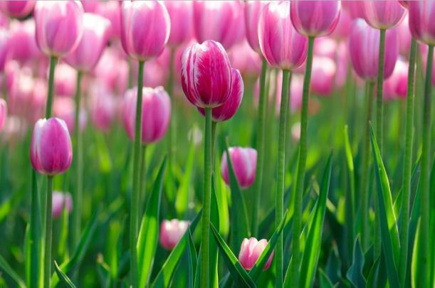 Tulip Wallpaper Free Hd Download