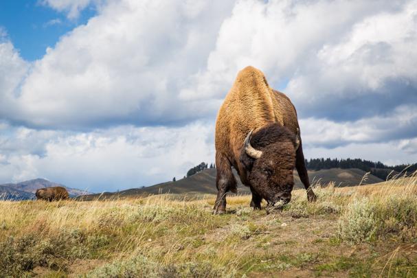 bison Wallpapers HD \/ Desktop and Mobile Backgrounds