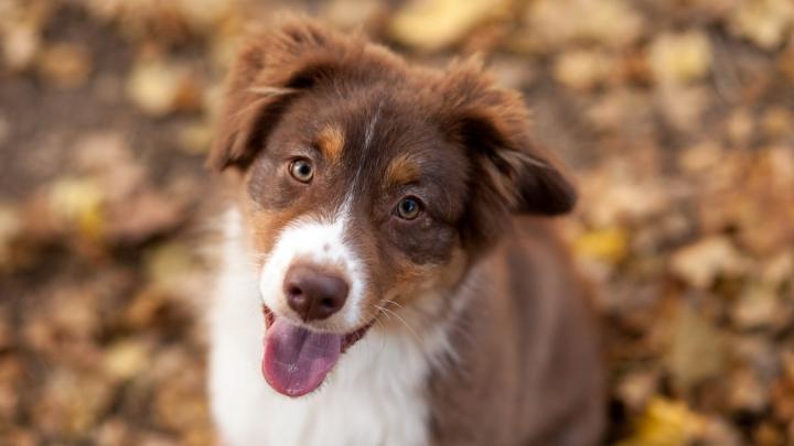Amazing Wallpaper of Dog | HD Wallpapers