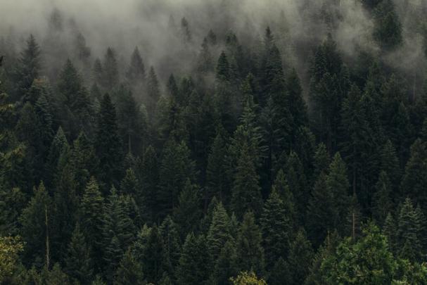 #1215763 Full HD Forest fog - Mocah HD Wallpapers