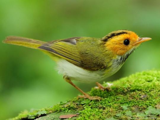 Most Beautiful Birds HD Wallpapers 1024x768 Desktop Background