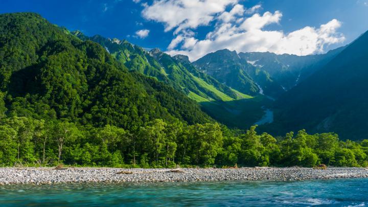Beautiful Nature HD wallpaper of Green Trees with Blue Flowers - HD 