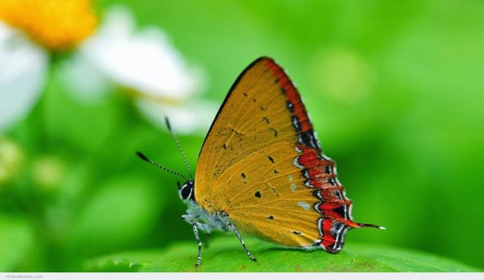full hd nature wallpapers 1080p desktop - Mobile wallpapers