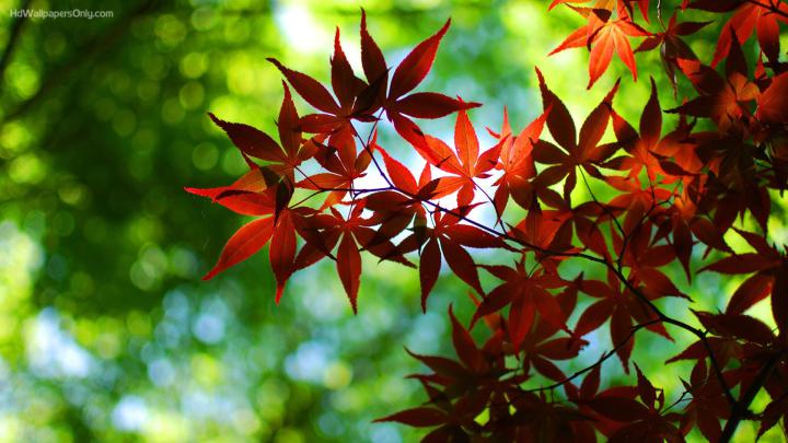 8K wallpaper \u00b7\u2460 Download free awesome High Resolution backgrounds for 