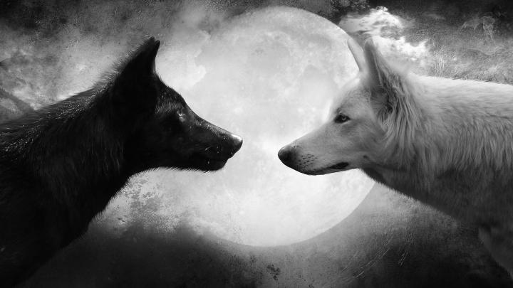 70 HD Black And White Wallpapers For Free Download (Resolution 1080p)