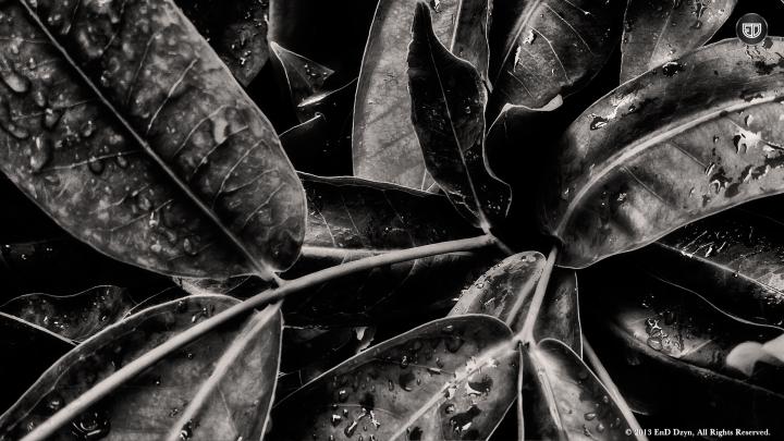 70 HD Black And White Wallpapers For Free Download (Resolution 1080p)