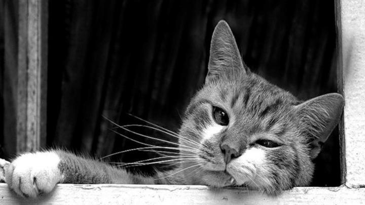 [65+] Black And White Cat Wallpaper 