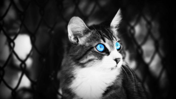 70 HD Black And White Wallpapers For Free Download (Resolution 1080p)