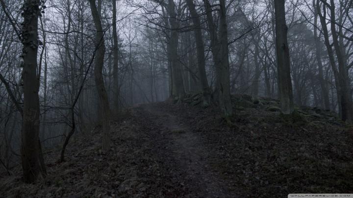 dark forest pictures | Dark Forest 3 Wallpaper 1920x1080 Dark, Forest 
