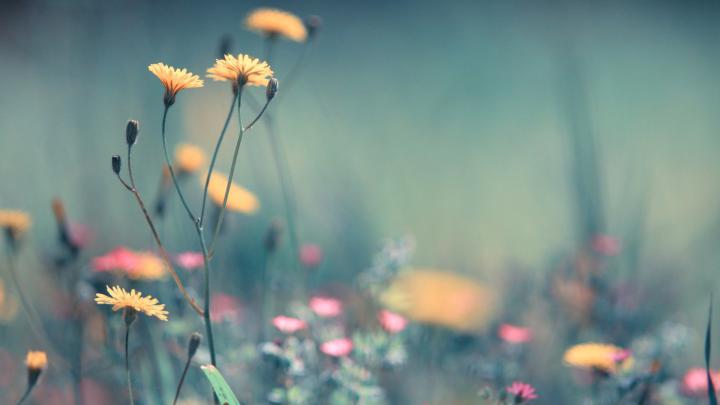 [46+] Spring HD Wallpapers 1080p 