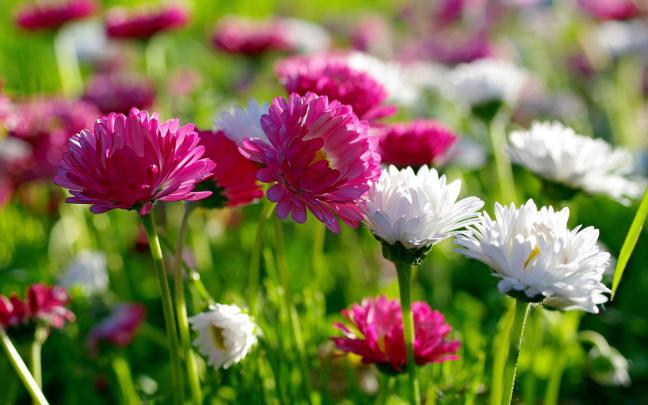 [49+] Spring Flowers Screensavers Wallpaper 