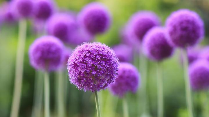 Purple Flower Wallpapers (82+ background pictures)