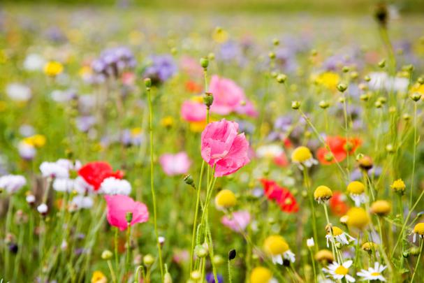 [34+] Fields of Wildflowers Wallpaper 