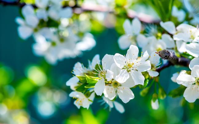 Flowers wallpaper \u00b7\u2460 Download free beautiful High Resolution wallpapers 
