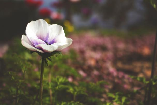 18+ Nature Wallpaper Blur Background Hd - Basty Wallpaper
