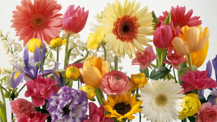 Spring Wallpaper and Screensavers HD (70+ images)