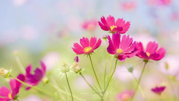 Download Wallpaper 1920x1080 flowers, field, summer, song Full HD 1080p 