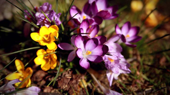 Download Wallpaper 1920x1080 flowers, flower, grass, dirt Full HD 1080p 
