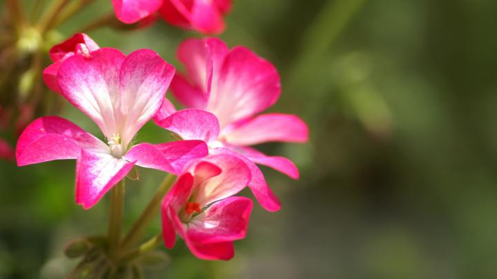 Download Wallpaper 1920x1080 flowers, stems, pollen, blur, colorful 