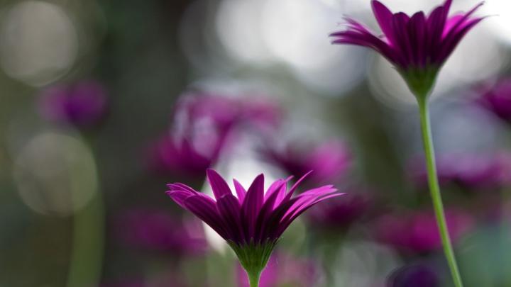 Download Wallpaper 1920x1080 flowers, steam, glare, grass, stem, bud 